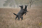 Thai Ridgeback and Doberman-Pinnscher-Mongrel