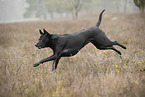 Thai Ridgeback