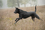 Thai Ridgeback