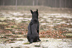 Thai Ridgeback