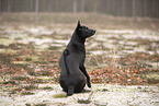 Thai Ridgeback