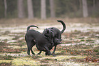 Thai Ridgeback and Doberman-Pinnscher-Mongrel