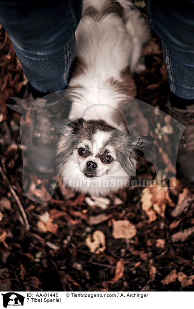 Tibet Spaniel / 7 Tibet Spaniel / AA-01440