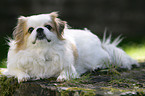 Tibetan Spaniel