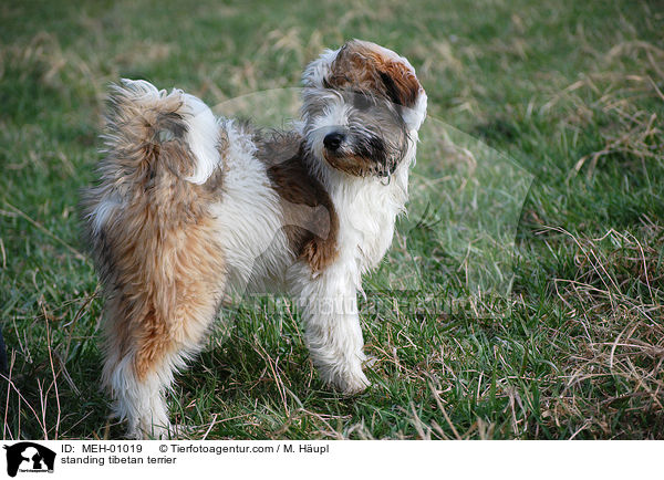 standing tibetan terrier / MEH-01019