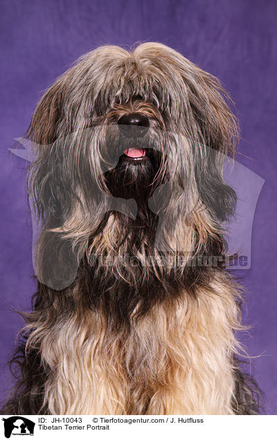 Tibet-Terrier Portrait / Tibetan Terrier Portrait / JH-10043