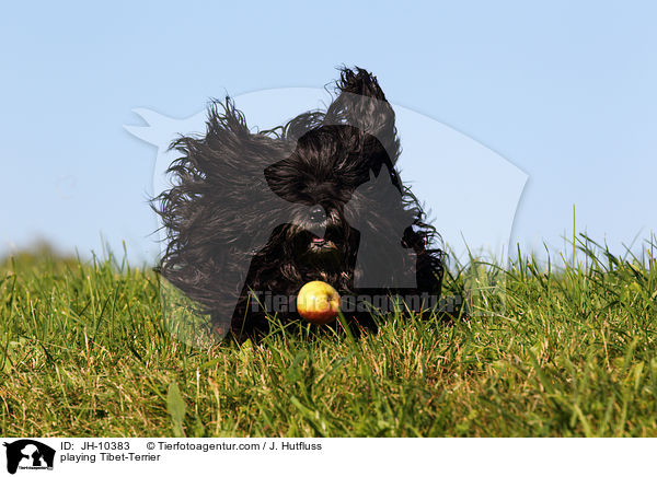 spielender Tibet-Terrier / playing Tibet-Terrier / JH-10383