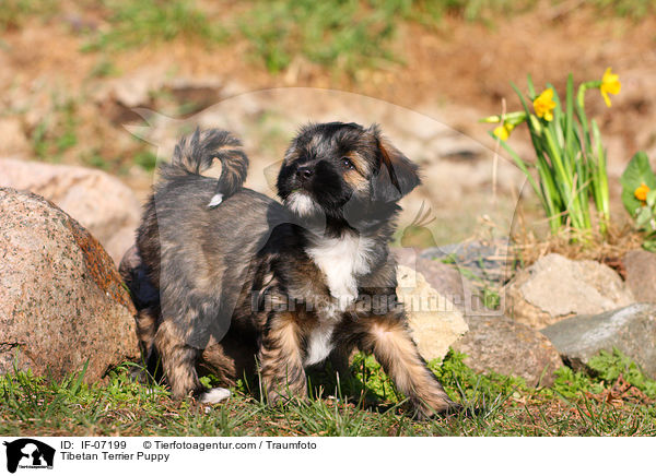 Tibet-Terrier Welpe / Tibetan Terrier Puppy / IF-07199