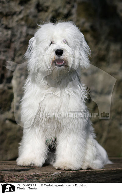 Tibet Terrier / Tibetan Terrier / DJ-02711