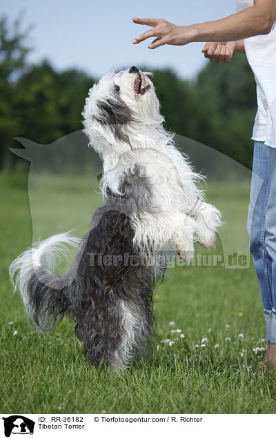Tibet Terrier / Tibetan Terrier / RR-36182