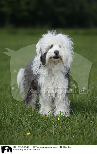 stehender Tibet Terrier / standing Tibetan Terrier / RR-36184