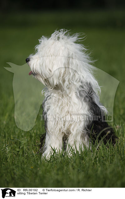 sitzender Tibet Terrier / sitting Tibetan Terrier / RR-36192