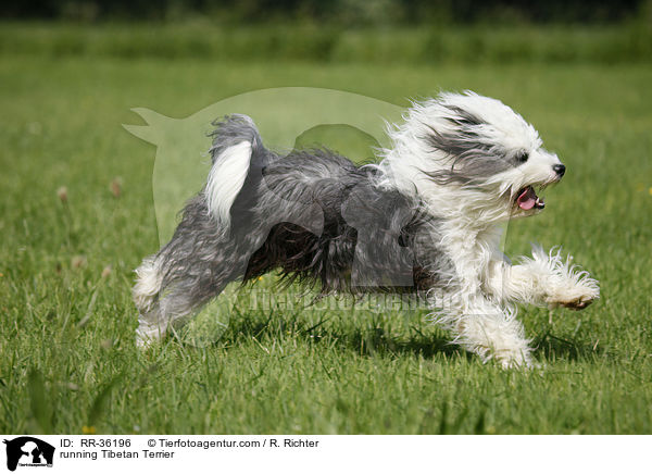 rennender Tibet Terrier / running Tibetan Terrier / RR-36196