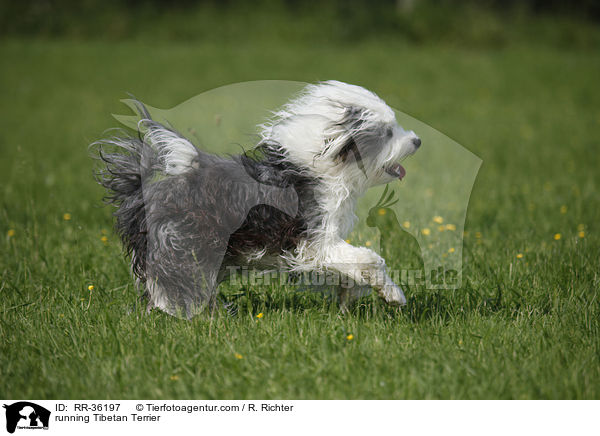 rennender Tibet Terrier / running Tibetan Terrier / RR-36197