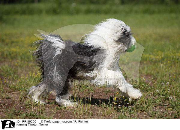 rennender Tibet Terrier / running Tibetan Terrier / RR-36200