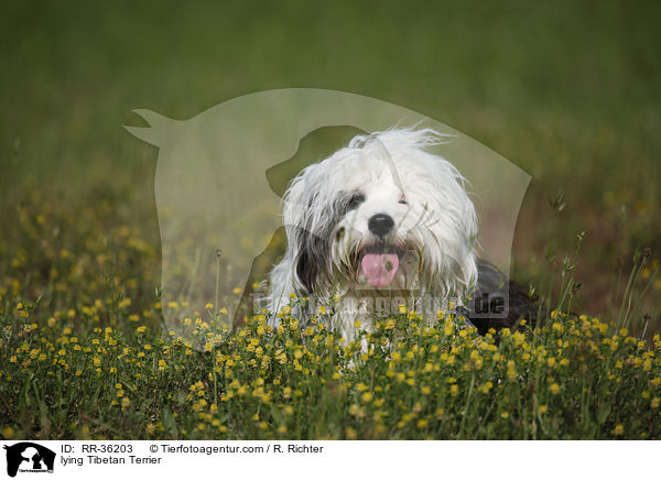 liegender Tibet Terrier / lying Tibetan Terrier / RR-36203