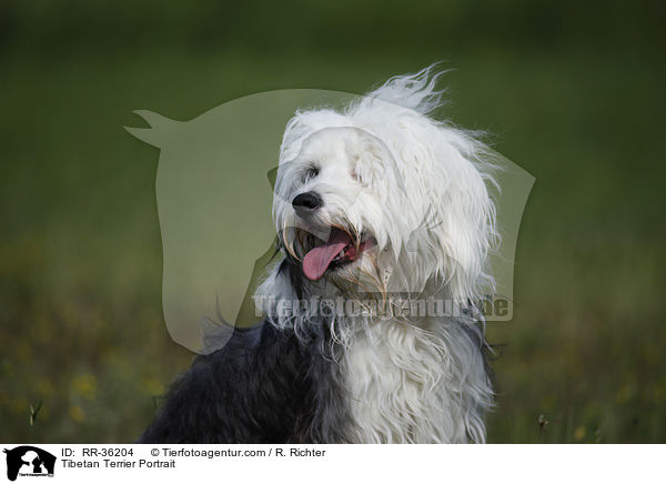 Tibet Terrier Portrait / Tibetan Terrier Portrait / RR-36204