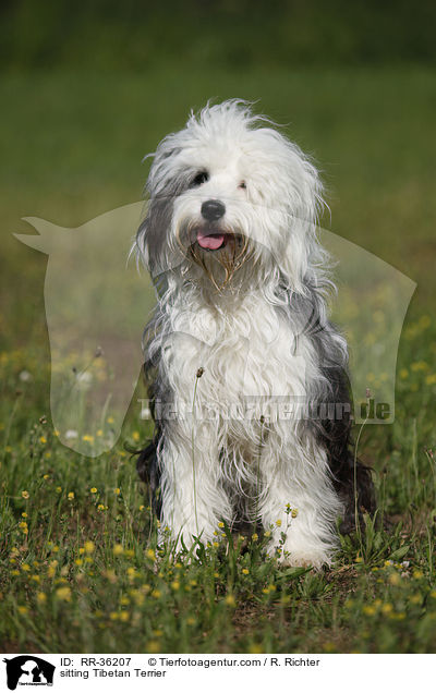 sitzender Tibet Terrier / sitting Tibetan Terrier / RR-36207