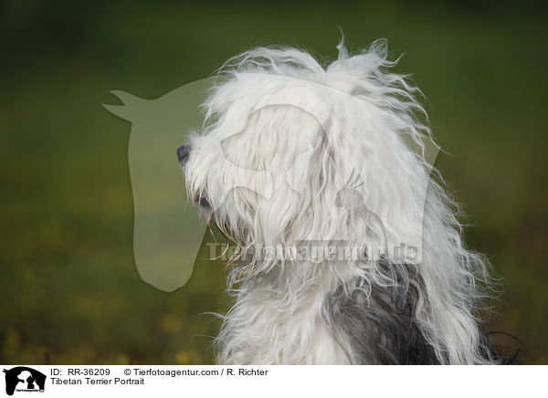 Tibet Terrier Portrait / Tibetan Terrier Portrait / RR-36209