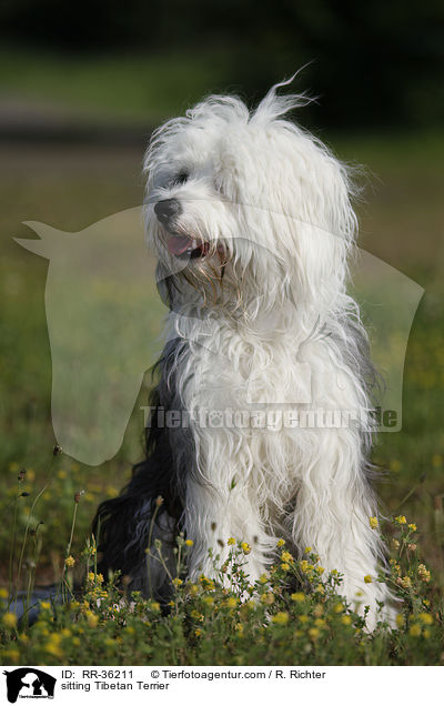 sitzender Tibet Terrier / sitting Tibetan Terrier / RR-36211