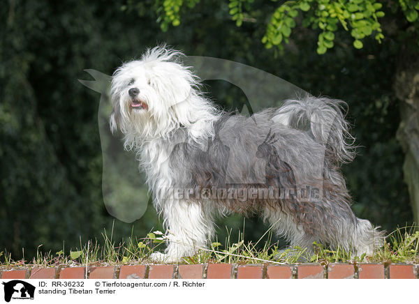 stehender Tibet Terrier / standing Tibetan Terrier / RR-36232