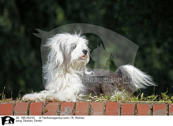 liegender Tibet Terrier / lying Tibetan Terrier / RR-36234