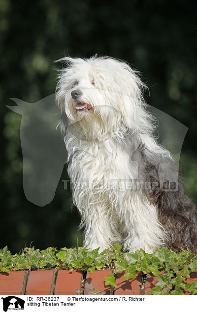 sitzender Tibet Terrier / sitting Tibetan Terrier / RR-36237