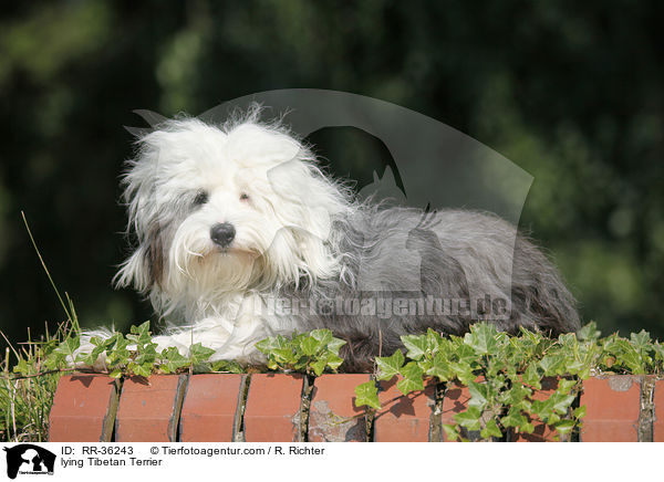 liegender Tibet Terrier / lying Tibetan Terrier / RR-36243