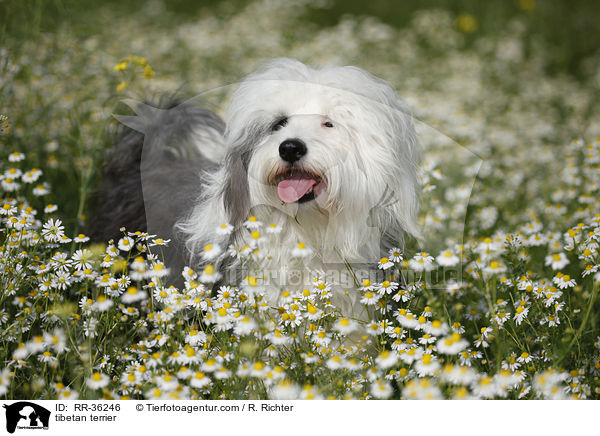 Tibet Terrier / tibetan terrier / RR-36246