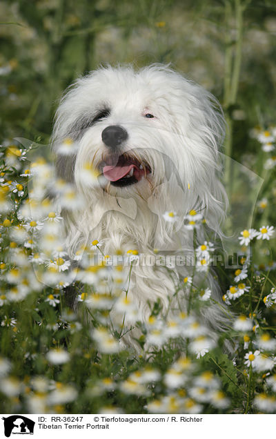 Tibet Terrier Portrait / Tibetan Terrier Portrait / RR-36247