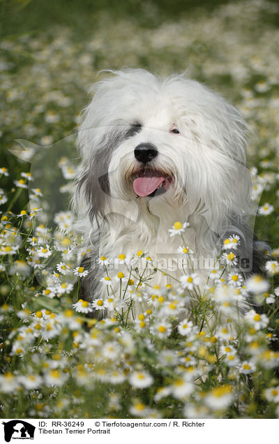 Tibet Terrier Portrait / Tibetan Terrier Portrait / RR-36249