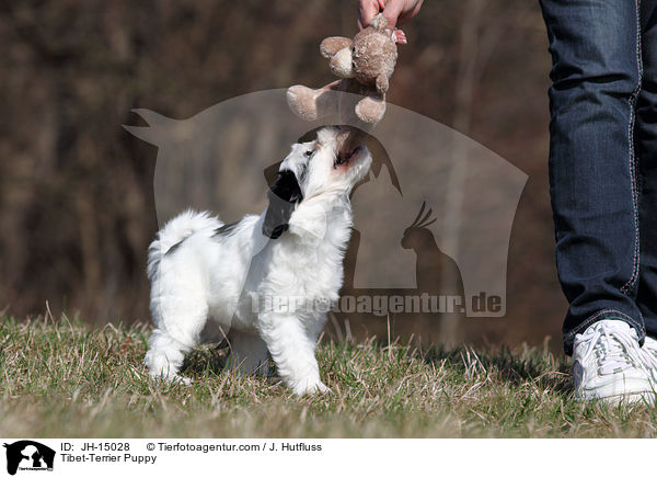 Tibet-Terrier Welpe / Tibet-Terrier Puppy / JH-15028