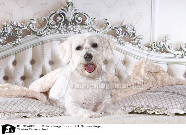 Tibet Terrier im Bett / Tibetan Terrier in bed / SS-40383