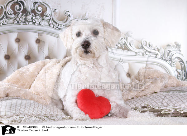 Tibet Terrier im Bett / Tibetan Terrier in bed / SS-40386