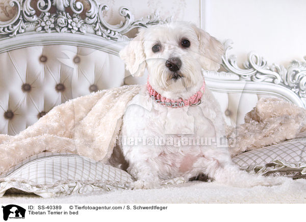 Tibet Terrier im Bett / Tibetan Terrier in bed / SS-40389