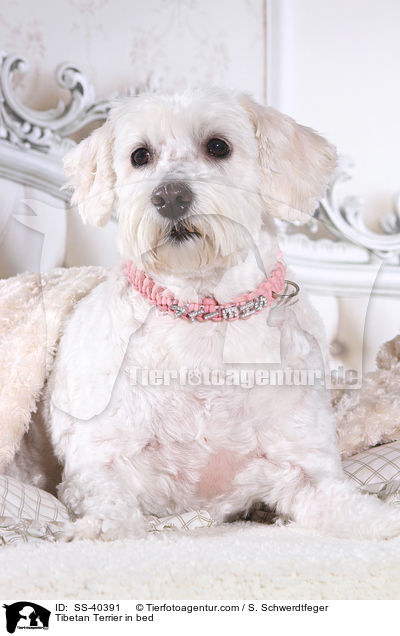 Tibet Terrier im Bett / Tibetan Terrier in bed / SS-40391