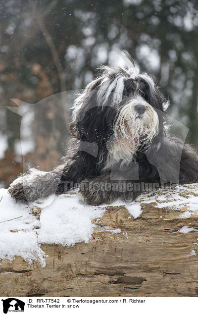 Tibet Terrier im Schnee / Tibetan Terrier in snow / RR-77542