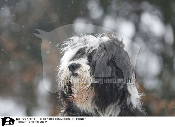 Tibet Terrier Portrait / Tibetan Terrier in snow / RR-77545