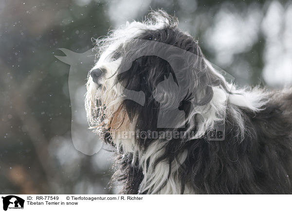 Tibet Terrier Portrait / Tibetan Terrier in snow / RR-77549