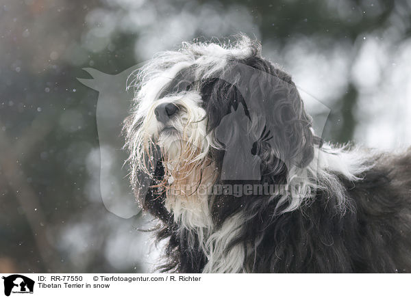 Tibet Terrier Portrait / Tibetan Terrier in snow / RR-77550