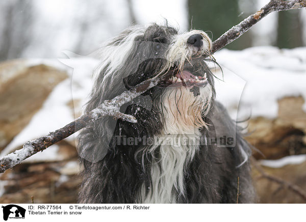 Tibet Terrier im Schnee / Tibetan Terrier in snow / RR-77564