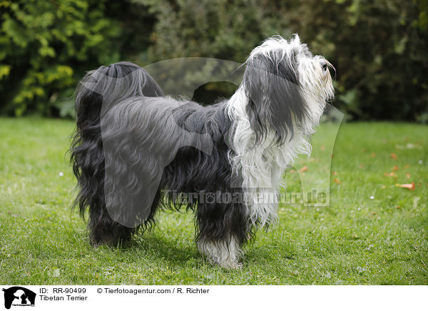 Tibet-Terrier / Tibetan Terrier / RR-90499