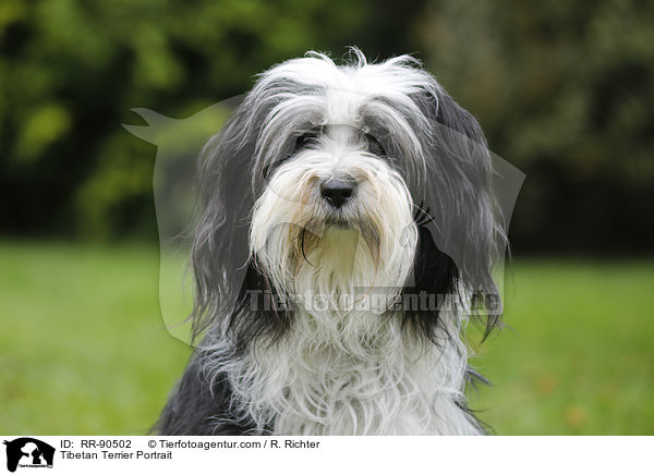 Tibet-Terrier Portrait / Tibetan Terrier Portrait / RR-90502