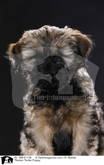 Tibet-Terrier Welpe / Tibetan Terrier Puppy / RR-91138