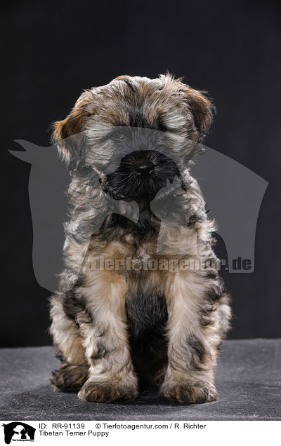 Tibet-Terrier Welpe / Tibetan Terrier Puppy / RR-91139