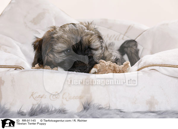 Tibet-Terrier Welpe / Tibetan Terrier Puppy / RR-91145