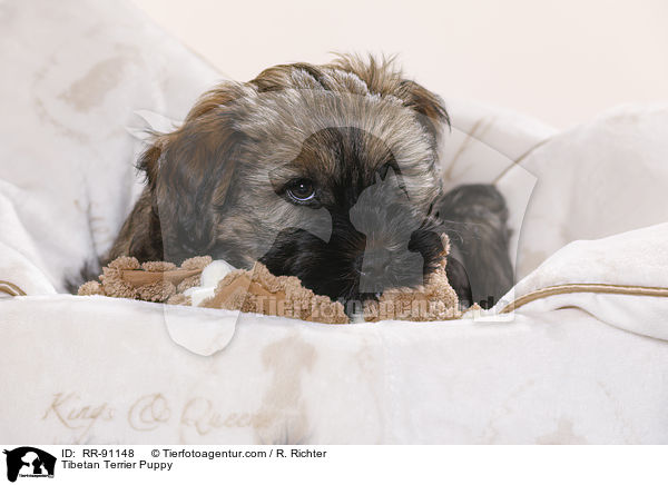 Tibet-Terrier Welpe / Tibetan Terrier Puppy / RR-91148