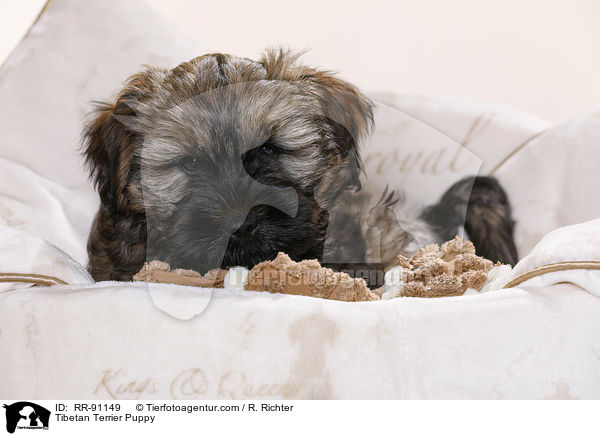 Tibet-Terrier Welpe / Tibetan Terrier Puppy / RR-91149