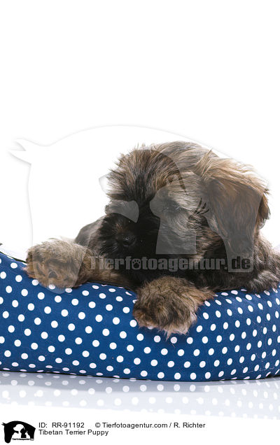 Tibet-Terrier Welpe / Tibetan Terrier Puppy / RR-91192