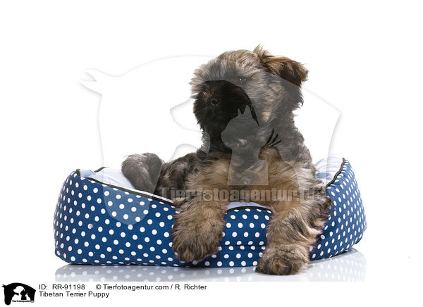 Tibet-Terrier Welpe / Tibetan Terrier Puppy / RR-91198